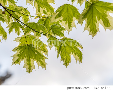 Green and white foliage of Norway Maple 'Drummondii' - Acer platanoides Variegata 137184182