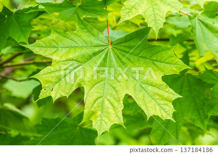 Spring branches of maple tree with fresh green leaves. Acer saccharinum, silver maple 137184186
