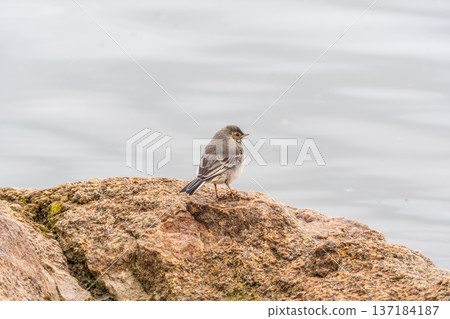 Young white wagtail, Motacilla alba, sitting on lake shore. Portrait of a young common songbird with long tail and black and white feather. 137184187