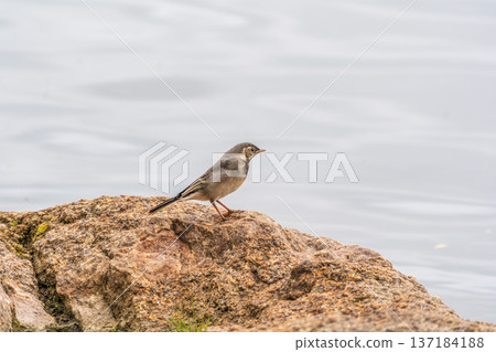 Young white wagtail, Motacilla alba, sitting on lake shore. Portrait of a young common songbird with long tail and black and white feather. Young white wagtail, Motacilla alba, sitting on lake shore. Portrait of a young common songbird with long tail and black and white feather. 137184188