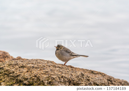 Young white wagtail, Motacilla alba, sitting on lake shore. Portrait of a young common songbird with long tail and black and white feather. 137184189
