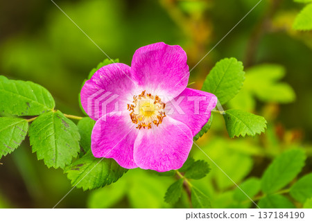 Blooming rosehip flower, beautiful pink flower on a bush branch. Beautiful natural background of blooming greenery. Blooming rosehip flower, beautiful pink flower on a bush branch. Beautiful natural background of blooming greenery. 137184190