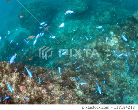 一群藍雀鯛、紅羊魚和金魚。靜岡縣伊豆半島中城南伊豆町平枝濱海灘，郵編2025 137184218