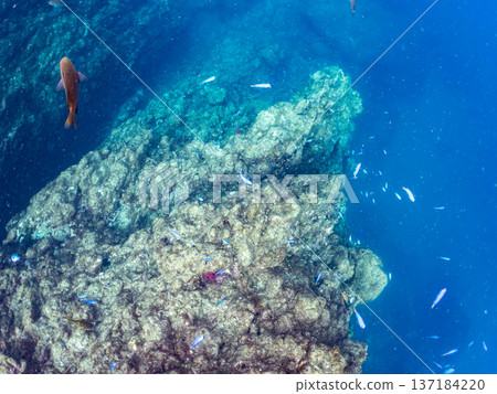 一群藍雀鯛、紅羊魚和金魚。靜岡縣伊豆半島中城南伊豆町平枝濱海灘，郵編2025 137184220