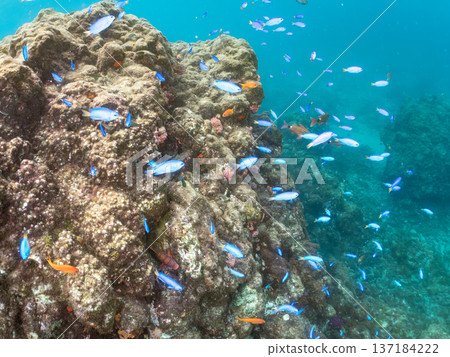 一群藍雀鯛、紅羊魚和金魚。靜岡縣伊豆半島中城南伊豆町平枝濱海灘，郵編2025 137184222