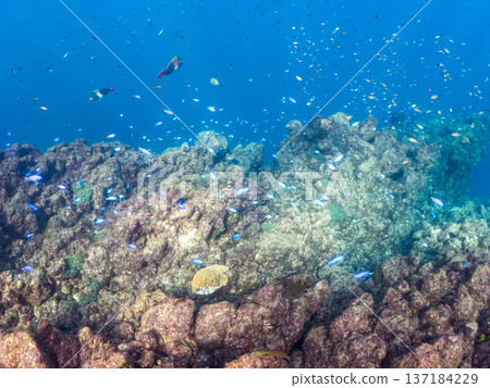 A school of blue damselfish, red goatfish, and goldfish. Hirizohama Beach, Minamiizu Town, Nakagi, Izu Peninsula, Shizuoka Prefecture 2025 A school of blue damselfish, red goatfish, and goldfish. Hirizohama Beach, Minamiizu Town, Nakagi, Izu Peninsula, Shizuoka Prefecture 2025 137184229