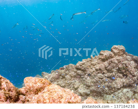 A school of blue damselfish, red goatfish, and goldfish. Hirizohama Beach, Minamiizu Town, Nakagi, Izu Peninsula, Shizuoka Prefecture 2025 A school of blue damselfish, red goatfish, and goldfish. Hirizohama Beach, Minamiizu Town, Nakagi, Izu Peninsula, Shizuoka Prefecture 2025 137184238