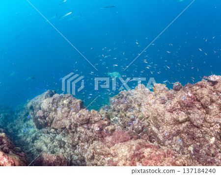 A school of blue damselfish, red goatfish, and goldfish. Hirizohama Beach, Minamiizu Town, Nakagi, Izu Peninsula, Shizuoka Prefecture 2025 A school of blue damselfish, red goatfish, and goldfish. Hirizohama Beach, Minamiizu Town, Nakagi, Izu Peninsula, Shizuoka Prefecture 2025 137184240