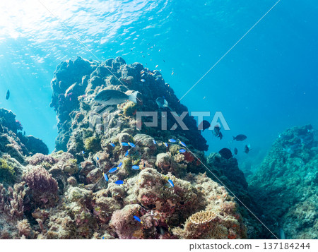 A school of blue damselfish, red goatfish, and goldfish. Hirizohama Beach, Minamiizu Town, Nakagi, Izu Peninsula, Shizuoka Prefecture 2025 A school of blue damselfish, red goatfish, and goldfish. Hirizohama Beach, Minamiizu Town, Nakagi, Izu Peninsula, Shizuoka Prefecture 2025 137184244
