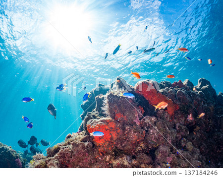 A school of blue damselfish, red goatfish, and goldfish. Hirizohama Beach, Minamiizu Town, Nakagi, Izu Peninsula, Shizuoka Prefecture 2025 A school of blue damselfish, red goatfish, and goldfish. Hirizohama Beach, Minamiizu Town, Nakagi, Izu Peninsula, Shizuoka Prefecture 2025 137184246