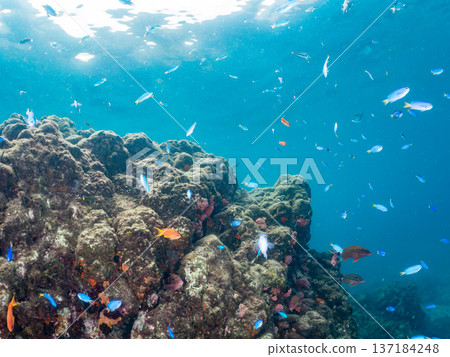 A school of blue damselfish, red goatfish, and goldfish. Hirizohama Beach, Minamiizu Town, Nakagi, Izu Peninsula, Shizuoka Prefecture 2025 A school of blue damselfish, red goatfish, and goldfish. Hirizohama Beach, Minamiizu Town, Nakagi, Izu Peninsula, Shizuoka Prefecture 2025 137184248