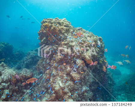 一群藍雀鯛、紅羊魚和金魚。靜岡縣伊豆半島中城南伊豆町平枝濱海灘,郵編2025 一群藍雀鯛、紅羊魚和金魚。靜岡縣伊豆半島中城南伊豆町平枝濱海灘,郵編2025 137184249