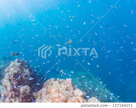 一群藍雀鯛、紅羊魚和金魚。靜岡縣伊豆半島中城南伊豆町平枝濱海灘，郵編2025 137184251