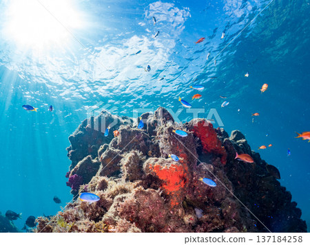 一群藍雀鯛、紅羊魚和金魚。靜岡縣伊豆半島中城南伊豆町平枝濱海灘，郵編2025 137184258