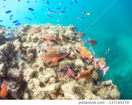 A school of blue damselfish, red goatfish, and goldfish. Hirizohama Beach, Minamiizu Town, Nakagi, Izu Peninsula, Shizuoka Prefecture 2025 137184259