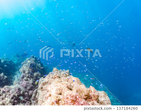 一群藍雀鯛、紅羊魚和金魚。靜岡縣伊豆半島中城南伊豆町平枝濱海灘，郵編2025 137184260