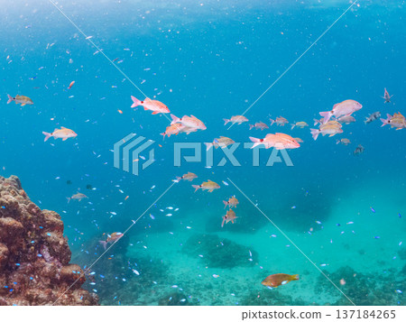 A school of blue damselfish, red goatfish, and goldfish. Hirizohama Beach, Minamiizu Town, Nakagi, Izu Peninsula, Shizuoka Prefecture 2025 A school of blue damselfish, red goatfish, and goldfish. Hirizohama Beach, Minamiizu Town, Nakagi, Izu Peninsula, Shizuoka Prefecture 2025 137184265