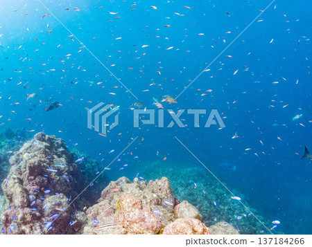 一群藍雀鯛、紅羊魚和金魚。靜岡縣伊豆半島中城南伊豆町平枝濱海灘，郵編2025 137184266