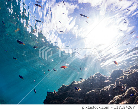A school of blue damselfish, red goatfish, and goldfish. Hirizohama Beach, Minamiizu Town, Nakagi, Izu Peninsula, Shizuoka Prefecture 2025 A school of blue damselfish, red goatfish, and goldfish. Hirizohama Beach, Minamiizu Town, Nakagi, Izu Peninsula, Shizuoka Prefecture 2025 137184267