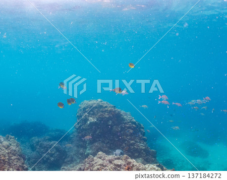 一群藍雀鯛、紅羊魚和金魚。靜岡縣伊豆半島中城南伊豆町平枝濱海灘，郵編2025 137184272