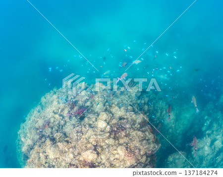 A school of blue damselfish, red goatfish, and goldfish. Hirizohama Beach, Minamiizu Town, Nakagi, Izu Peninsula, Shizuoka Prefecture 2025 A school of blue damselfish, red goatfish, and goldfish. Hirizohama Beach, Minamiizu Town, Nakagi, Izu Peninsula, Shizuoka Prefecture 2025 137184274