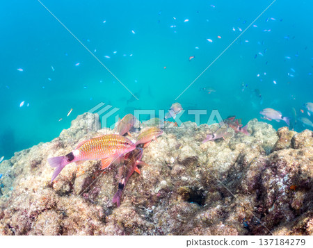 一群藍雀鯛、紅羊魚和金魚。靜岡縣伊豆半島中城南伊豆町平枝濱海灘，郵編2025 137184279