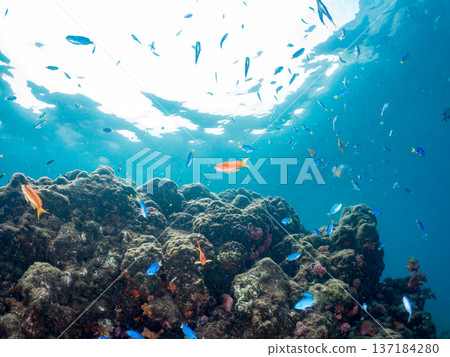 A school of blue damselfish, red goatfish, and goldfish. Hirizohama Beach, Minamiizu Town, Nakagi, Izu Peninsula, Shizuoka Prefecture 2025 A school of blue damselfish, red goatfish, and goldfish. Hirizohama Beach, Minamiizu Town, Nakagi, Izu Peninsula, Shizuoka Prefecture 2025 137184280