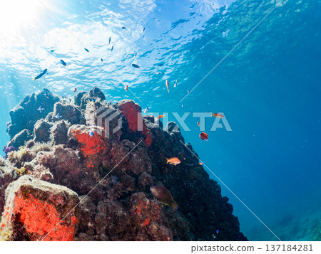 一群藍雀鯛、紅羊魚和金魚。靜岡縣伊豆半島中城南伊豆町平枝濱海灘，郵編2025 137184281