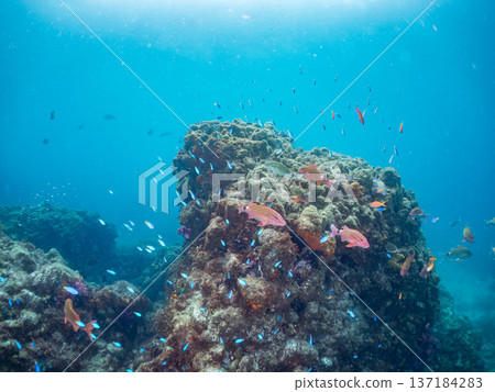 一群藍雀鯛、紅羊魚和金魚。靜岡縣伊豆半島中城南伊豆町平枝濱海灘，郵編2025 137184283