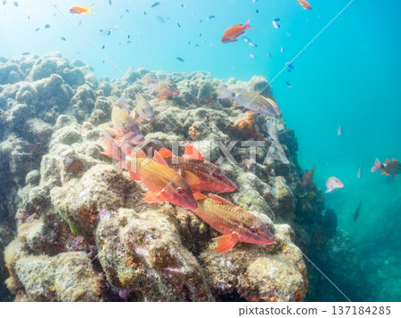 A school of blue damselfish, red goatfish, and goldfish. Hirizohama Beach, Minamiizu Town, Nakagi, Izu Peninsula, Shizuoka Prefecture 2025 137184285
