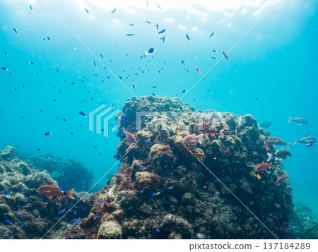 一群藍雀鯛、紅羊魚和金魚。靜岡縣伊豆半島中城南伊豆町平枝濱海灘，郵編2025 137184289