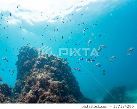 A school of blue damselfish, red goatfish, and goldfish. Hirizohama Beach, Minamiizu Town, Nakagi, Izu Peninsula, Shizuoka Prefecture 2025 A school of blue damselfish, red goatfish, and goldfish. Hirizohama Beach, Minamiizu Town, Nakagi, Izu Peninsula, Shizuoka Prefecture 2025 137184290