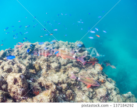 A school of blue damselfish, red goatfish, and goldfish. Hirizohama Beach, Minamiizu Town, Nakagi, Izu Peninsula, Shizuoka Prefecture 2025 A school of blue damselfish, red goatfish, and goldfish. Hirizohama Beach, Minamiizu Town, Nakagi, Izu Peninsula, Shizuoka Prefecture 2025 137184292