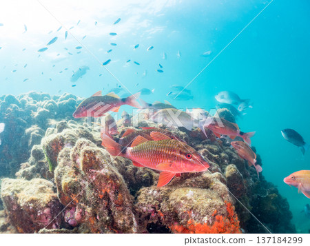 一群藍雀鯛、紅羊魚和金魚。靜岡縣伊豆半島中城南伊豆町平枝濱海灘，郵編2025 137184299