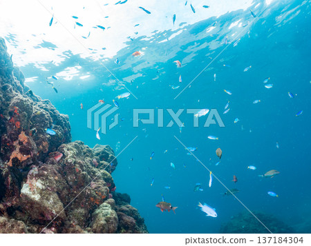 A school of blue damselfish, red goatfish, and goldfish. Hirizohama Beach, Minamiizu Town, Nakagi, Izu Peninsula, Shizuoka Prefecture 2025 A school of blue damselfish, red goatfish, and goldfish. Hirizohama Beach, Minamiizu Town, Nakagi, Izu Peninsula, Shizuoka Prefecture 2025 137184304
