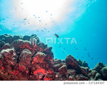 A school of blue damselfish, red goatfish, and goldfish. Hirizohama Beach, Minamiizu Town, Nakagi, Izu Peninsula, Shizuoka Prefecture 2025 137184307