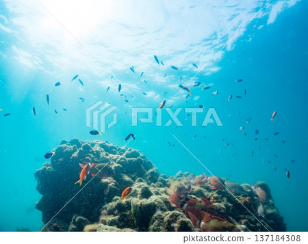 A school of blue damselfish, red goatfish, and goldfish. Hirizohama Beach, Minamiizu Town, Nakagi, Izu Peninsula, Shizuoka Prefecture 2025 A school of blue damselfish, red goatfish, and goldfish. Hirizohama Beach, Minamiizu Town, Nakagi, Izu Peninsula, Shizuoka Prefecture 2025 137184308