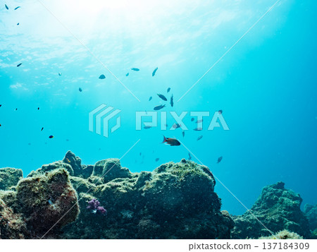 A school of blue damselfish, red goatfish, and goldfish. Hirizohama Beach, Minamiizu Town, Nakagi, Izu Peninsula, Shizuoka Prefecture 2025 A school of blue damselfish, red goatfish, and goldfish. Hirizohama Beach, Minamiizu Town, Nakagi, Izu Peninsula, Shizuoka Prefecture 2025 137184309