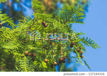 Autumn Mountains Hinoki Cones 01 137184328