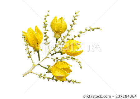 yellow flowers ylang ylang local flora of asia arrangement flat lay postcard style yellow flowers ylang ylang local flora of asia arrangement flat lay postcard style 137184364