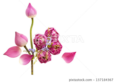 pink flowers lotus local flora of asia arrangement flat lay postcard style  137184367