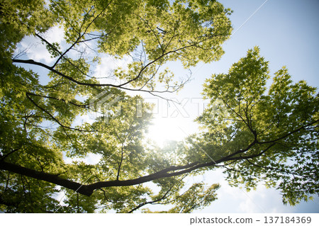 Image of fresh greenery and sunlight filtering through the trees Image of fresh greenery and sunlight filtering through the trees 137184369