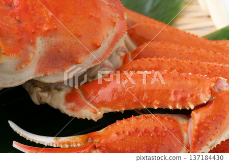 煮熟的巨型雪蟹腿特寫 137184430