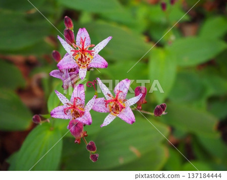 Taiwan Hototogisu Taiwan Hototogisu 137184444