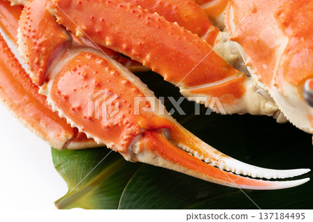 Close-up of boiled giant snow crab claws 137184495