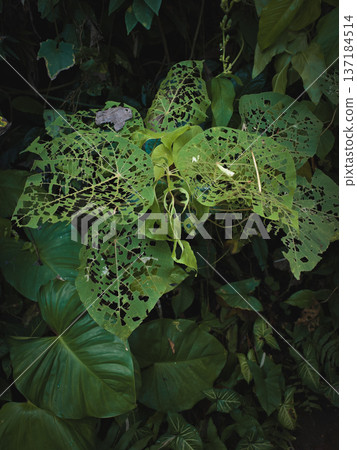 Humid Forest Scene Showcases Damaged Leaves Exhibiting Complex Venation And Subtle Light Contrasts Humid Forest Scene Showcases Damaged Leaves Exhibiting Complex Venation And Subtle Light Contrasts 137184514