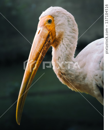 Sophisticated Depiction Highlighting Beauty Of White Stork In Intimate Detailed Perspective Sophisticated Depiction Highlighting Beauty Of White Stork In Intimate Detailed Perspective 137184516