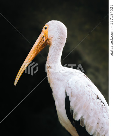 Serene Scene Of Bird Near Shoreline. Peaceful White Stork Observing Surroundings By Water Edge 137184523