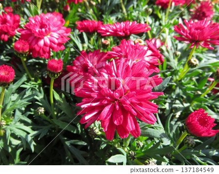 Margaret Raspberry Souffle Margaret Raspberry Souffle 137184549