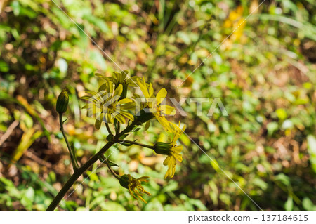 初冬森林 日本銀葉樹黃花 04 137184615